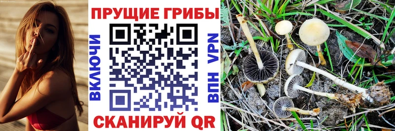 Галлюциногенные грибы Psilocybine cubensis Фролово
